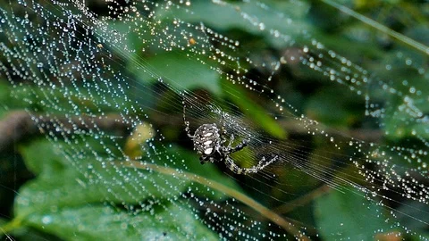 Spiders on web after the rain Video stock 92247130