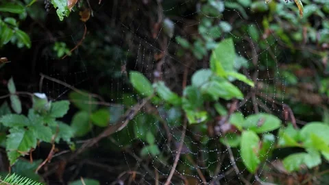 Spiders Web After The Rain Stock Footage 162630911