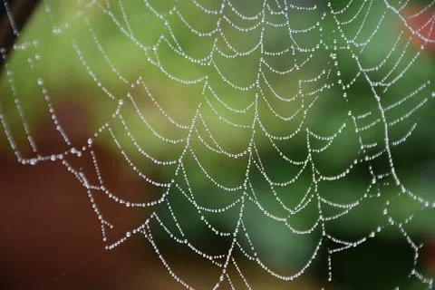A spider's web after the rain Stock Photos