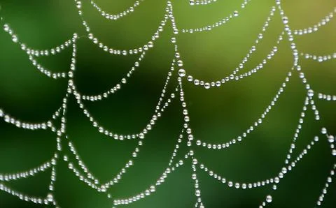A spider's web after the rain Stock Photos
