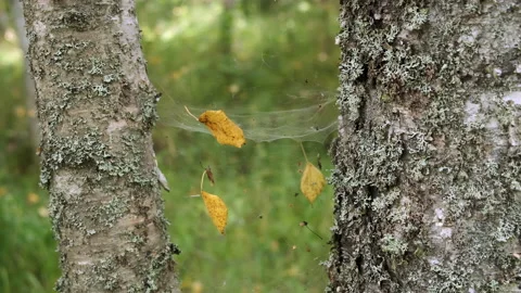 Spider's web among two trees in forest covered moss, closeup macro view. Stock Footage 145309023
