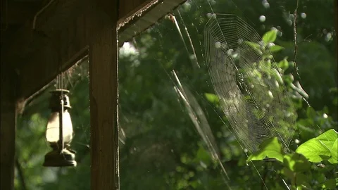 Spiders web and old fashioned oil lantern hanging from window frame with trees Stock Footage 95601463