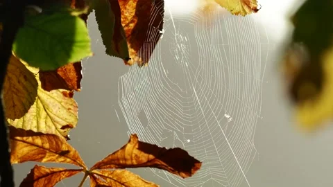 A spiders web backlit by the sun and fly... | Stock Video | Pond5