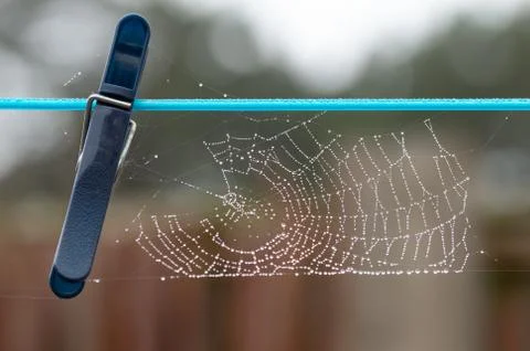 Spider's web with beads of dew on clothes line. Foto stock