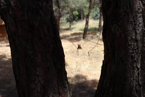 A spider's web between fir trees Foto stock
