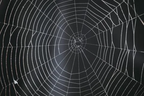 Spider's web on a black background. Stock Photos