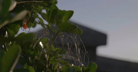 Spiders Web Blowing In The Wind Close Up Stock Footage 205522119