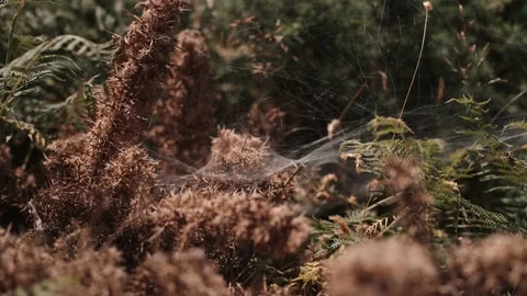 Spiders Web Blowing in the Wind Stock Footage 204975804