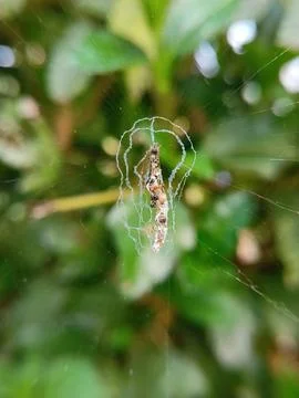 Spider's Web with Captured Prey Stock Photos
