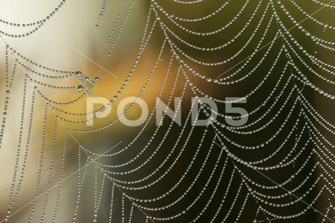 A spiders web captures the dew,Astoria, Oregon, United States of America Stock Photos