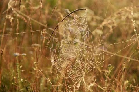 Spider's web closeup with drops of dew at dawn. House of spider Stock Photos