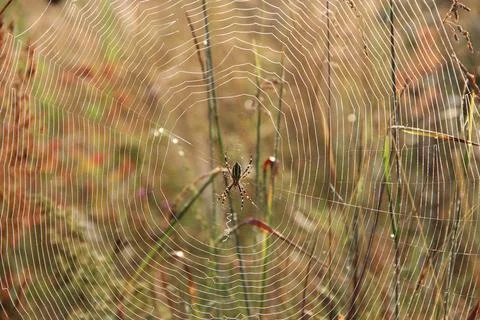 Spider's web closeup with drops of dew at dawn. House of spider Fotos Stock