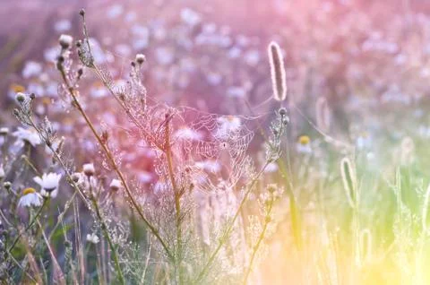 Spider's web colourful background Foto stock