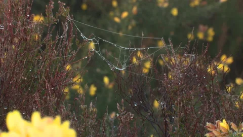 Spiders web cover with dew drops draped across heather Stock Footage 204738045