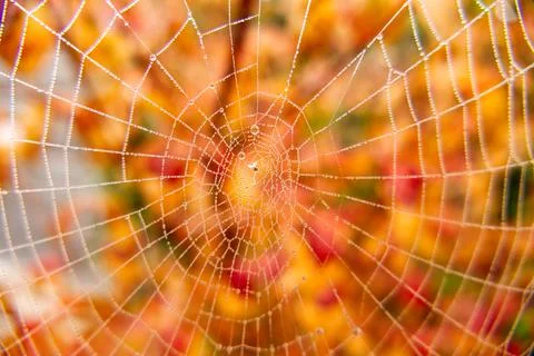 A spider's web covered in dew drops, against a background of autumn leaves Stock Photos