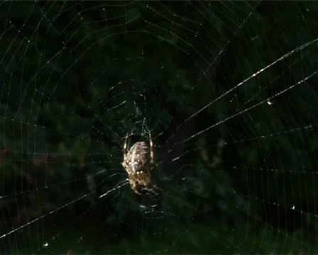 Spiders web CU Vídeo Stock 10909488