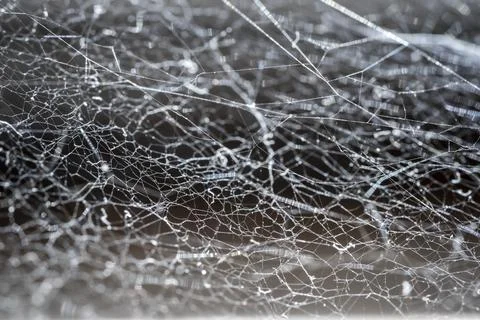 A spider's web in the dark Stock Photos