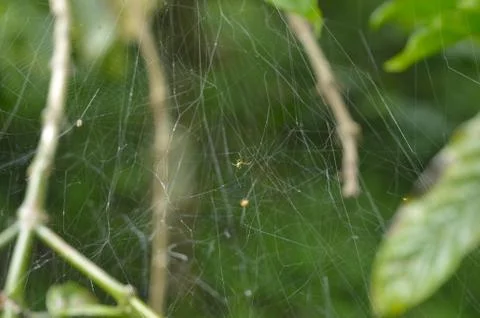 Spiders web design have an interesting concept behind it. The designs are sug Stock Photos