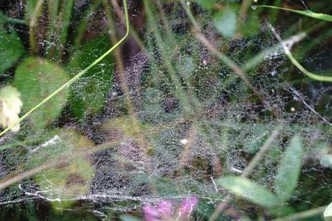 Spider's web with dew drops background Stock Photos