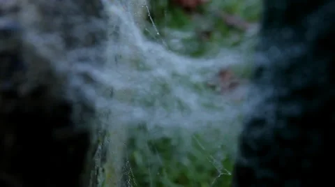 Spiders web with dew drops Stock Footage 34202432