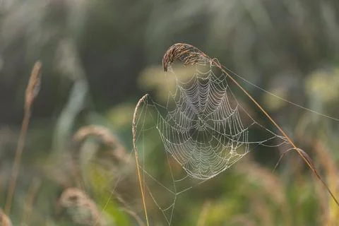 A spider's web with dew drops in the swamp in the morning at dawn Stock Photos