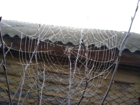 Spider's web with dew Stock Photos