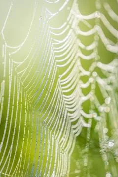 Spiders web with dew Stock Photos