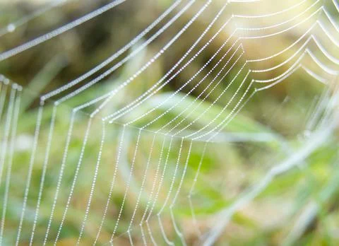 A spider's web encrusted with dew drops on an autumn morning Stock Photos