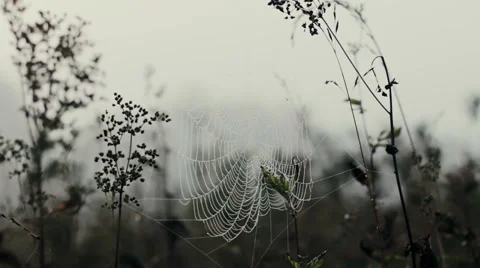 Spider's Web in the field close-up 스톡 동영상 53277554