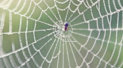 Spider's Web in the field close-up 스톡 동영상 53278095