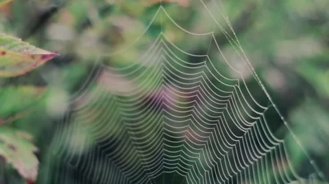 Spider's Web in the field close-up 스톡 동영상 53279929