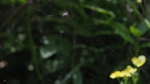 The spider's web fluttered in the wind in the corner of the park Stock Footage 241234966