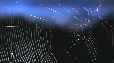 Spider's web Stock Footage 507985
