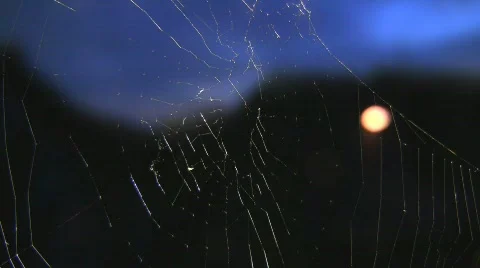 Spider's web Video stock 507987