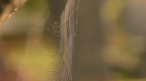 Spider's Web Video stock 12248497