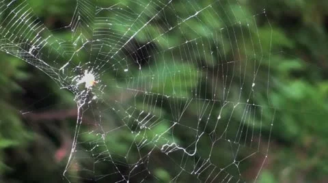 Spiders Web Stock Footage 18467380