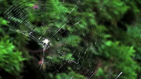 Spiders Web Stock Footage 18472504