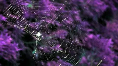 Spiders Web Stock Footage 18478508