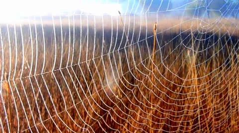 Spider's Web Stock Footage 24817073