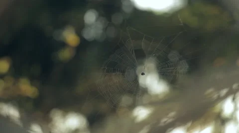 Spider's web Vidéo 41132457