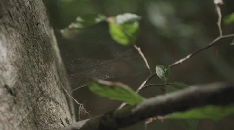 Spider's web Stock Footage 47899224