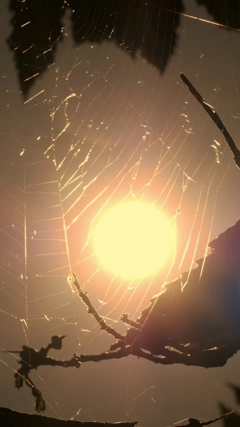 Spiders web in the forest. close-up. a beautiful rounded spiderweb structure, Stock-Footage 314219391