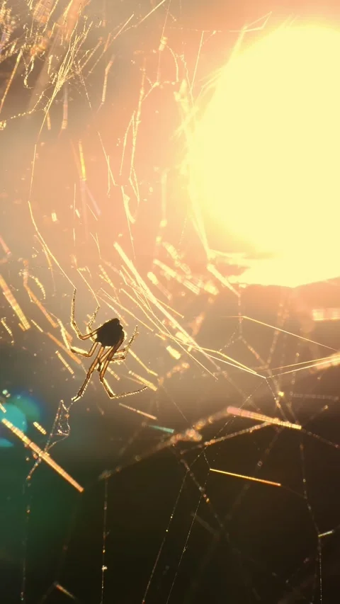 Spiders web in the forest. close-up. a beautiful rounded spiderweb structure, Stock Footage 316983902