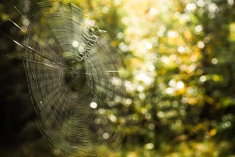 Spider's web in a forest close up. spider web on a background of blurred gree Stock Photos