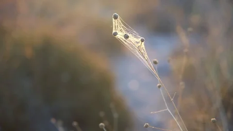 Spider's web in forest Stock Footage 94143118