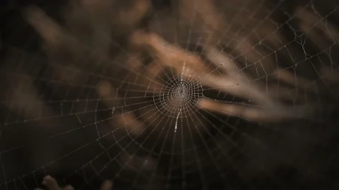 A spider's web in the forest, a trap for fools. Stock Footage 230028346