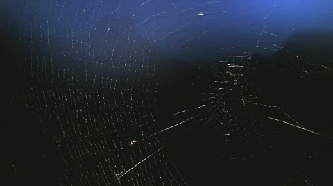 Spider's web in front of evening sky Video stock 508011