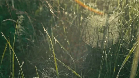 Spider's web on grass Stock Footage 90593152