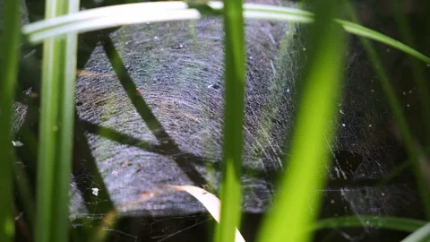 Spider's web in green grass in forest at sunny summer day. Stock Footage 146332633