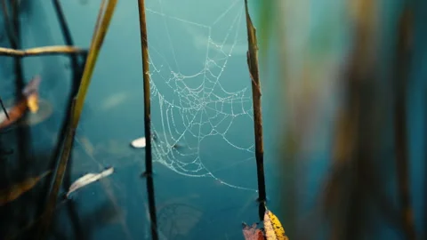 Spiders web hanging over the lake water surface during cold morning fog,  Stock Footage 124909958